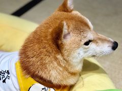 -逗柴咖啡屋·狗咖猫咖宠物桌游