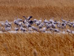 -野鸭湖国家湿地公园