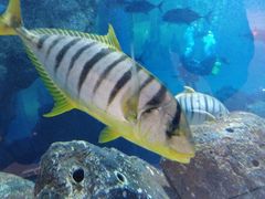 -迪拜水族馆及水下动物园