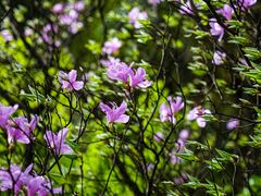 -萍乡武功山风景名胜区