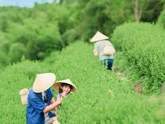 -罗坑大草原