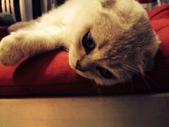 Mikaku-MIKAKU(万达广场上海宝山店)