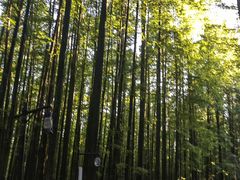 -山王坪喀斯特国家生态公园
