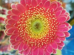 -欧派蛋糕(总店)