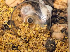 -溪岸路花鸟市场