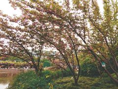 -嘉定紫藤园