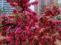 -海棠花溪(元大都城垣遗址公园)