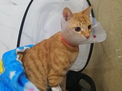 -伟伟宠物医院·CT影像中心·瑞派犬猫综合性门诊(汉口总院)