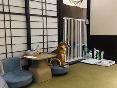 -逗柴咖啡屋·狗咖猫咖宠物桌游