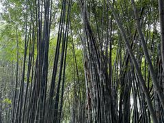 -望江楼公园