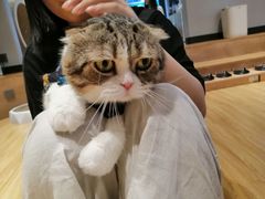 -啵啵喵·猫咖(攀华国际店)