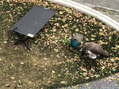 -J Create城市露营咖啡·简餐·宠物(上海动物园店)