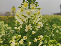 -中国天府农业博览园