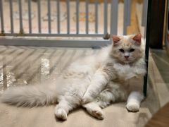 -藏猫猫咖啡主题馆(中央大道店)