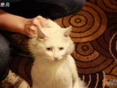给猫咪来张特写！-楚畹园