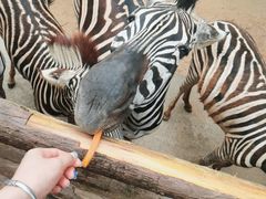 -泉州海丝野生动物世界