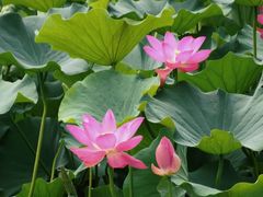 -重庆市奥林匹克体育中心-游泳跳水馆