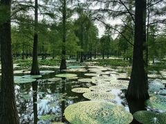 -池杉湖湿地公园