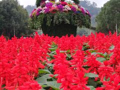 -东南花都花博园