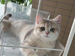 -momokira米努特·德文卷毛猫·棉花面纱犬