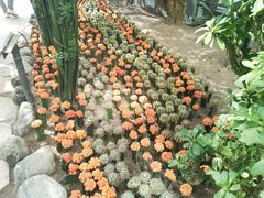 -南山植物园