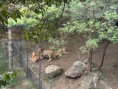 -大连森林动物园