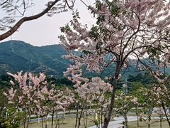 -白石龙音乐公园