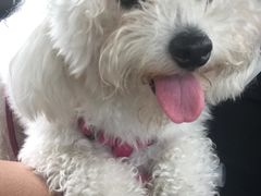 -PETKIT 小佩宠物·低压洗护·美容·寄养(安远店)