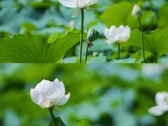-成都南湖公园
