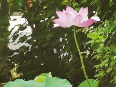 -莲湖公园