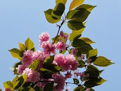 -高东镇樱花园