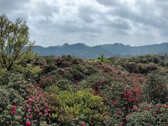 -贵州百里杜鹃风景名胜区