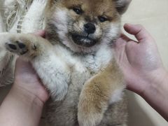 -中环花鸟鱼虫市场