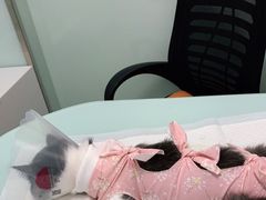 -宠福鑫康馨动物医院·骨科·眼科