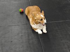 -Stud CrossFit(泰丰大厦店)