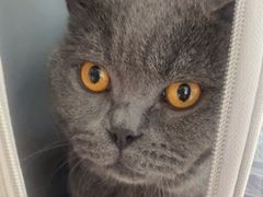 -瑞派福兴宠物医院犬猫全科·骨科·中西医结合(河东店)