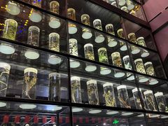 -广东中医药博物馆