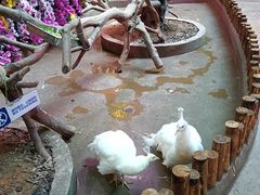 -正佳雨林生态植物园