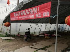 -喜杨洋草莓采摘园