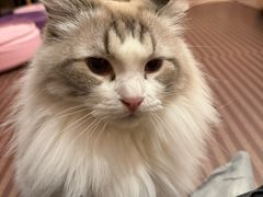 -MOCHA明星猫咖(田子坊店)