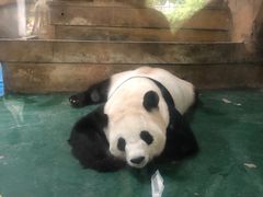 -成都动物园