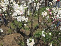 -南汇桃花村