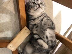 -藏猫猫咖啡主题馆(中央大道店)