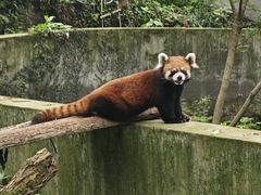 -荆州中山公园动物园