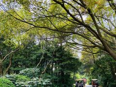 -上海滨江森林公园