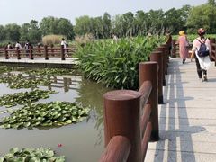 -长兴太湖图影湿地文化园