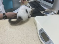 -莘程宠物医院(金山店)