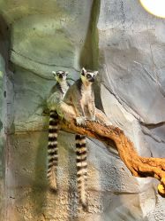 -Zoolung Zoolung动物主题公园(海信广场店)