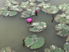 -大湾区中央湿地公园