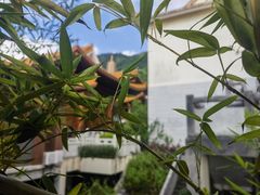 -深圳市中科院仙湖植物园
